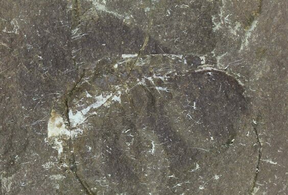 Pennsylvanian Fossil Shrimp (Pos/Neg) - Mazon Creek #70624